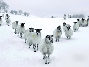 snow, Sheep