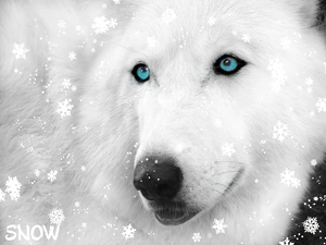 Siberian Husky, flakes, snow