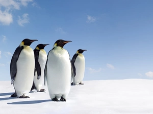 snow, penguin, Sky