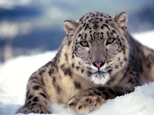 snow leopard, snow