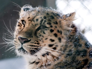 snow leopard, snow