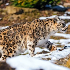 snow leopard, snow