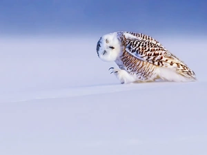 snow, owl, snow
