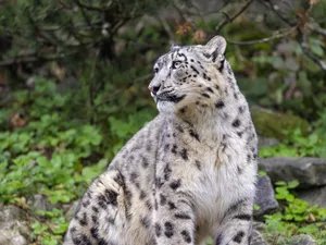 snow leopard, snowy