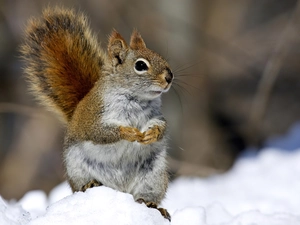 squirrel, snow