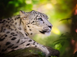 snow leopard, Stone