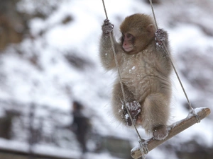 snow, Monkey, Swing