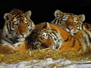 Three, grass, snow, tigress