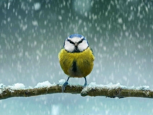 snow, tit, twig