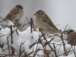 snow, Sparrows, Twigs