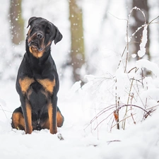 forest, Rottweiler, viewes, snow, dog, trees, Twigs