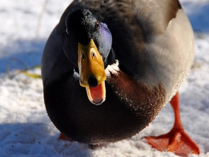 snow, drake, walking