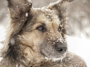 snow, winter, bitch, Shila, dog