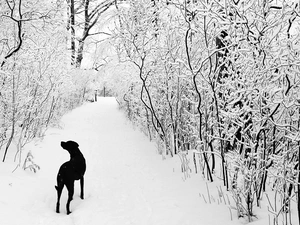 winter, dog, forest, snow
