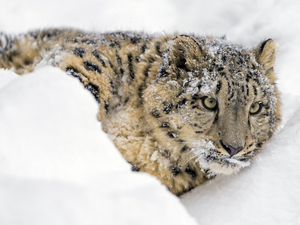 snow leopard, winter