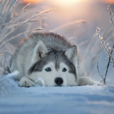 Siberian Husky, muzzle, snow, dog, winter