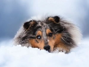 winter, Scottish Shepherd, snow