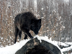 winter, Black, Wolf, snow
