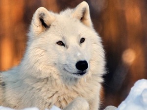 snow, White, Wolf