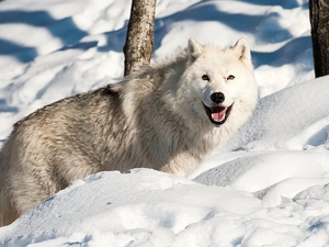 snow, White, Wolf