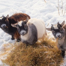 Hay, snow, young, Goats, Three