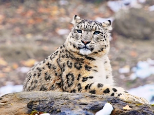 snowy, snow leopard