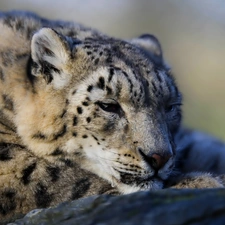 snow leopard, Leopards, snowy