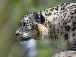snowy, snow leopard