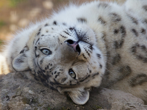 snow leopard, young, snowy