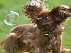 doggy, soap, Yorkshire Terrier, bubble