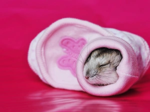 Pink Background, hamster, Sock
