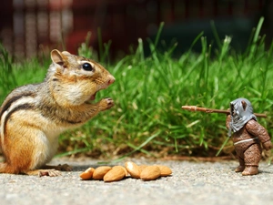 almonds, soldier, squirrel, Spadefoot, Chipmunk