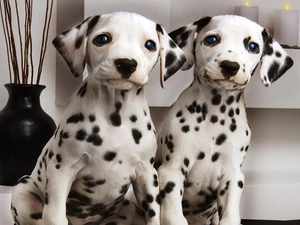 Space, Steam, Dalmatians