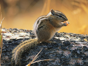 Spadefoot, Chipmunk, squirrel