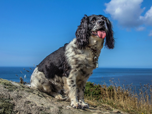 Coast, English Springer Spaniel
