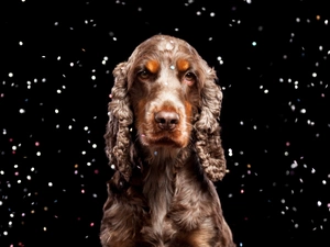 Spaniel, Bronze, Cocker