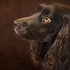 ears, English Cocker Spaniel, dog, Longs, Brown