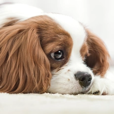 Cavalier King Charles spaniel, small, dog