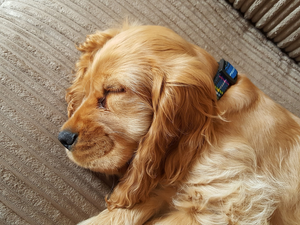 sleepy, English Cocker Spaniel, Puppy, dog