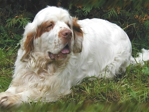 grass, adult, Clumber spaniel