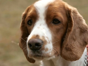 Head, Welsh Springer Spaniel