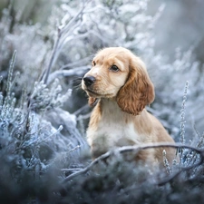 Puppy, dog, Plants, Twigs, muzzle, English Cocker Spaniel