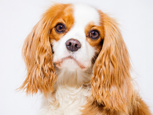 Cavalier King Charles spaniel, Puppy, portrait