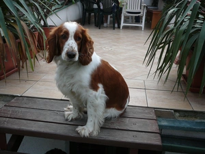 sitter, English Springer Spaniel