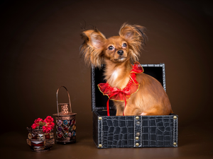 Miniature Continental Toy Spaniel Papillon, ginger, doggy
