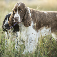 Meadow, Dogs, English Spaniels