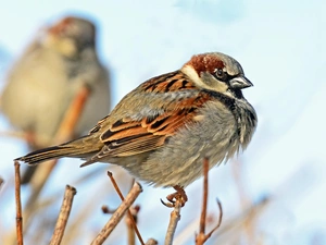sparrow