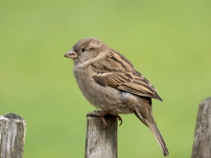 sparrow