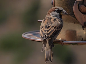 sparrow, Feeder