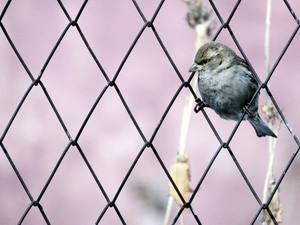 sparrow, net